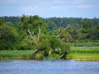 Kahler Baum mit Reiher am Wolgaufer